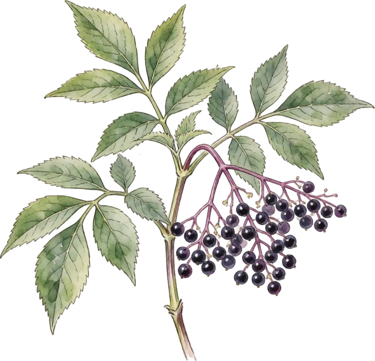 Botanical illustration of Elderberry