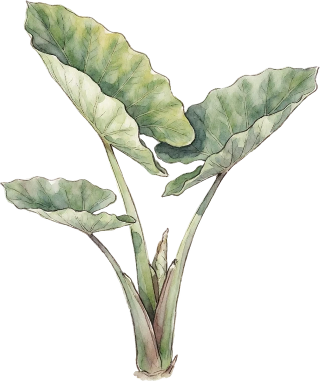 Botanical illustration of Elephant Ear