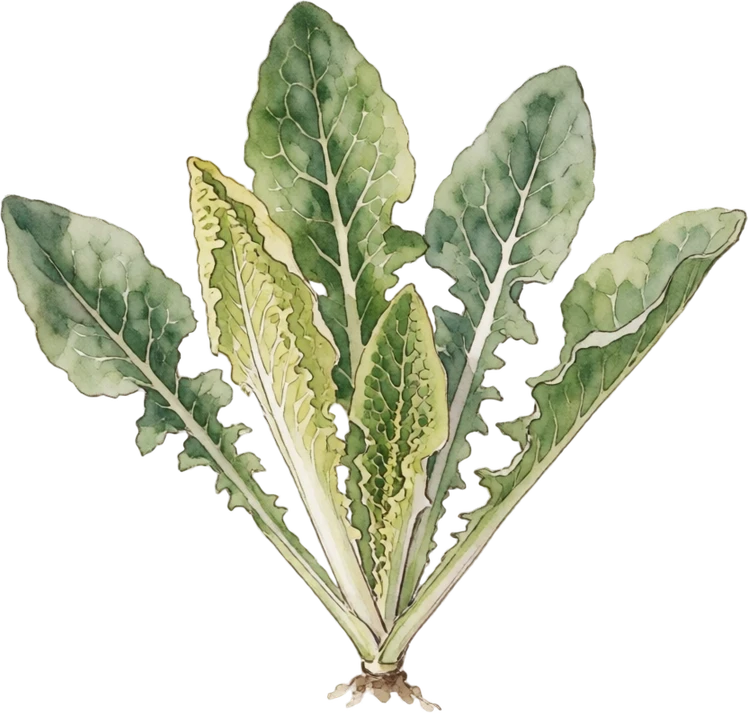 Botanical illustration of Endive & Escarole
