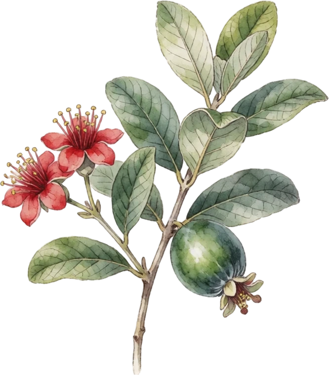 Botanical illustration of Pineapple Guava (Feijoa)