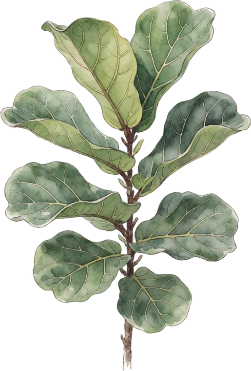 Botanical illustration of Fiddle-Leaf Fig