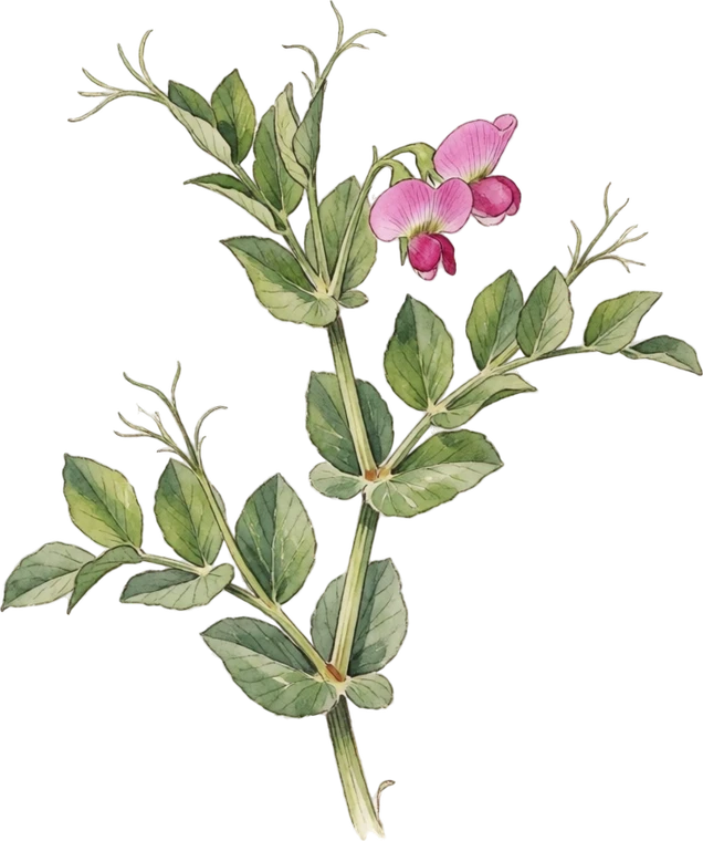 Botanical illustration of Field Pea (Austrian Winter Pea)