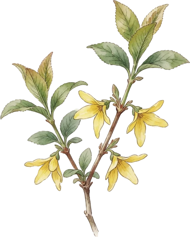 Botanical illustration of Forsythia