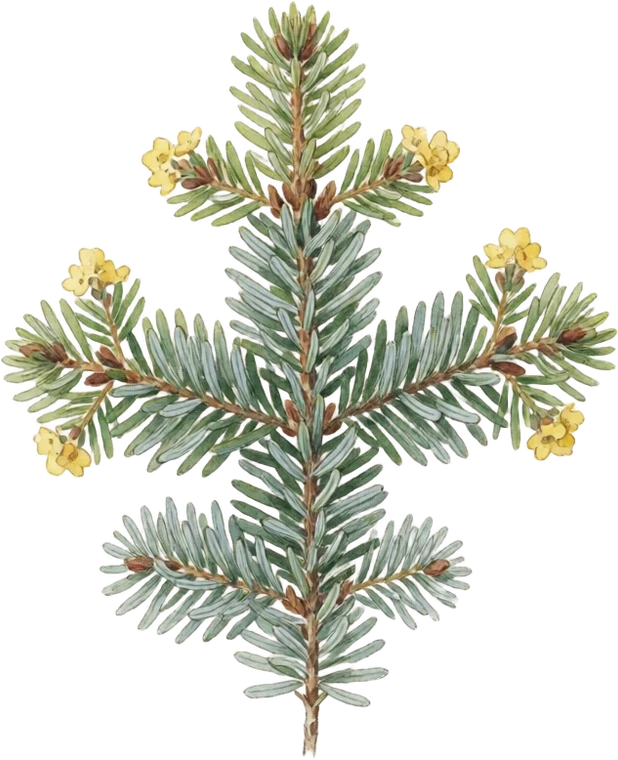 Botanical illustration of Fraser Fir
