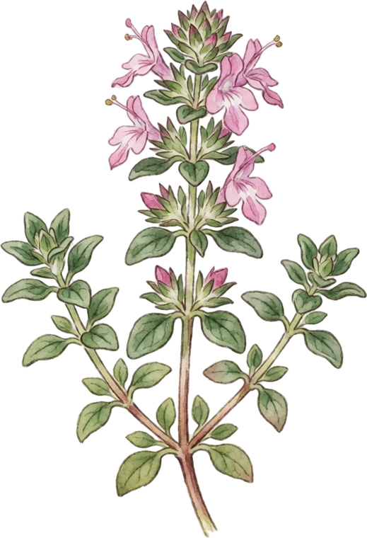 Botanical illustration of Lemon Thyme