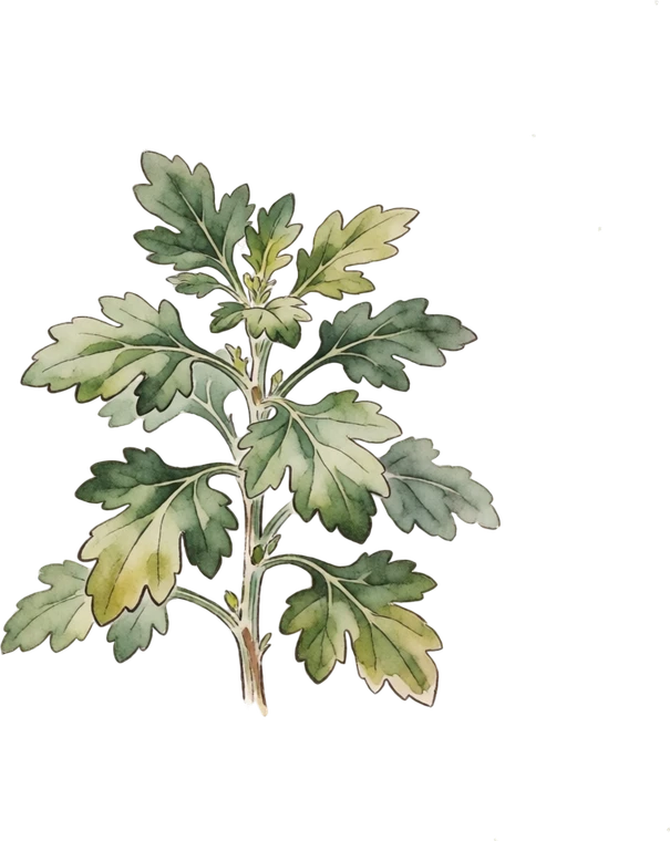 Botanical illustration of Garden Mum