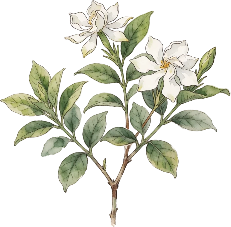 Botanical illustration of Gardenia