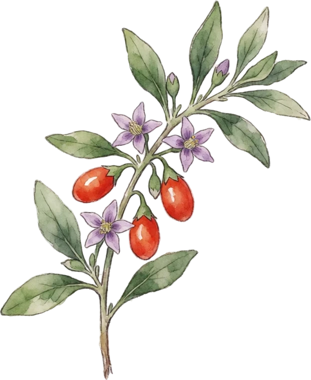 Botanical illustration of Goji Berry