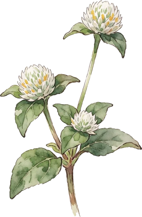 Botanical illustration of Globe Amaranth