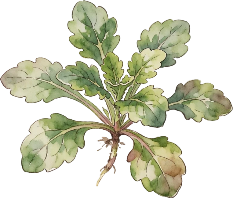 Botanical illustration of Good King Henry