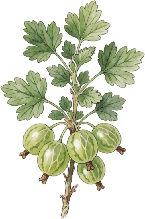 Botanical illustration of Gooseberry