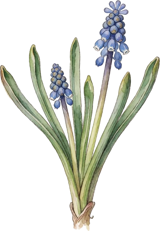 Botanical illustration of Grape Hyacinth