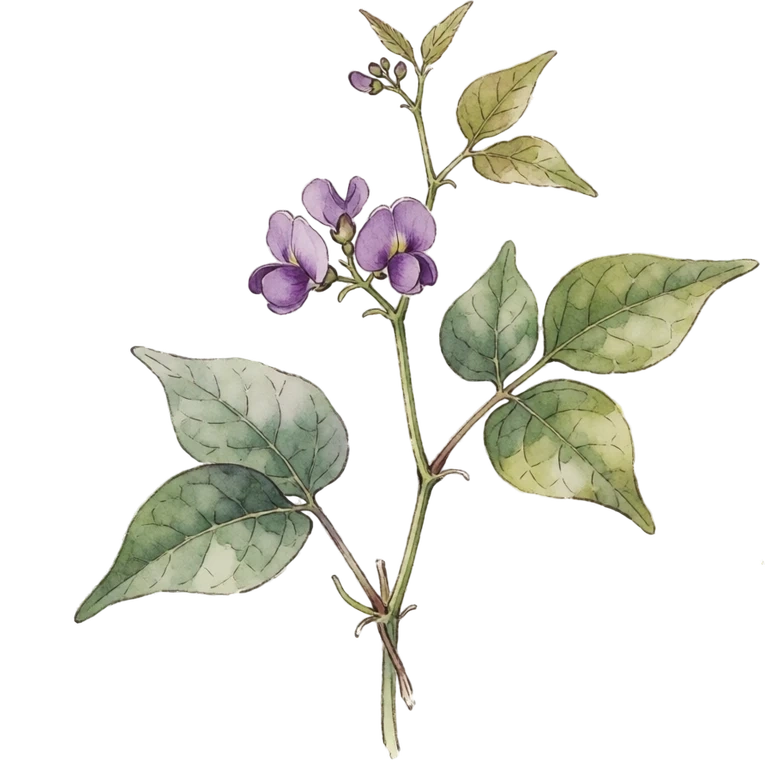 Botanical illustration of American Groundnut