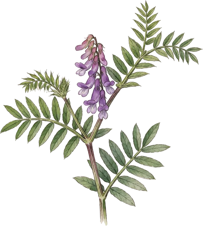 Botanical illustration of Hairy Vetch