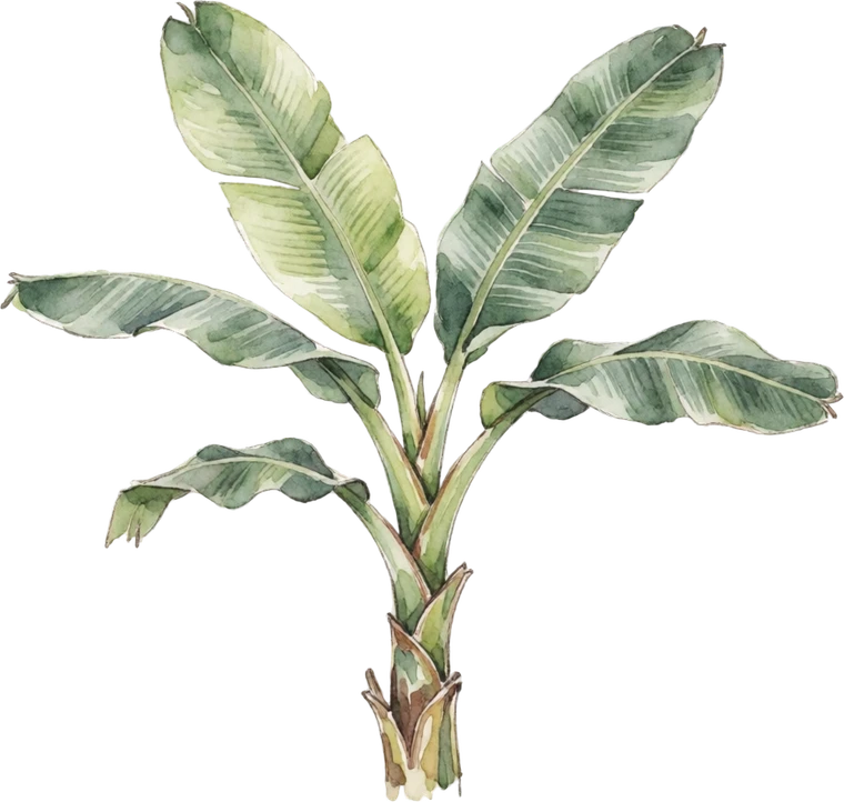 Botanical illustration of Hardy Banana