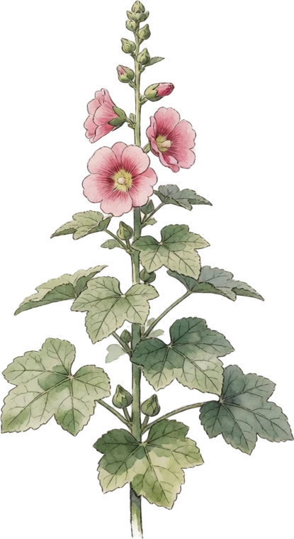 Botanical illustration of Hollyhock