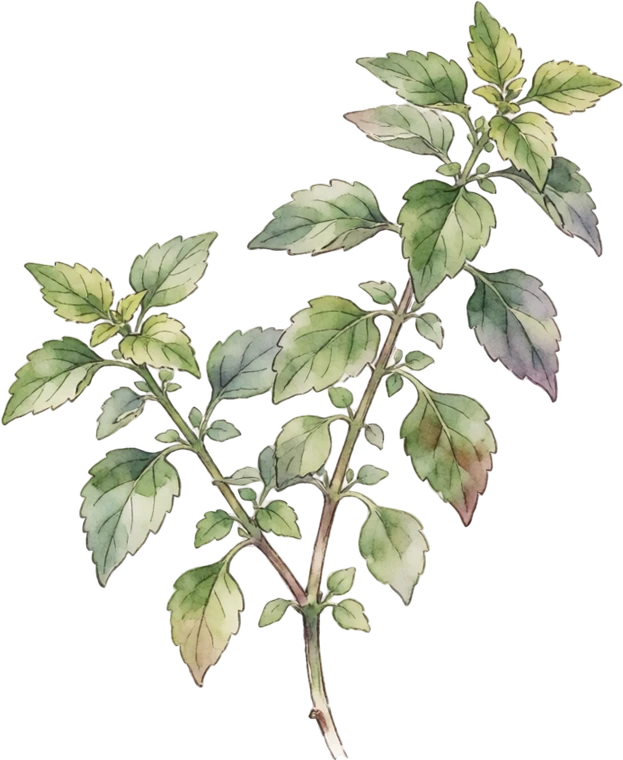 Botanical illustration of Holy Basil (Tulsi)