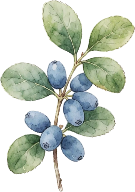 Botanical illustration of Honeyberry