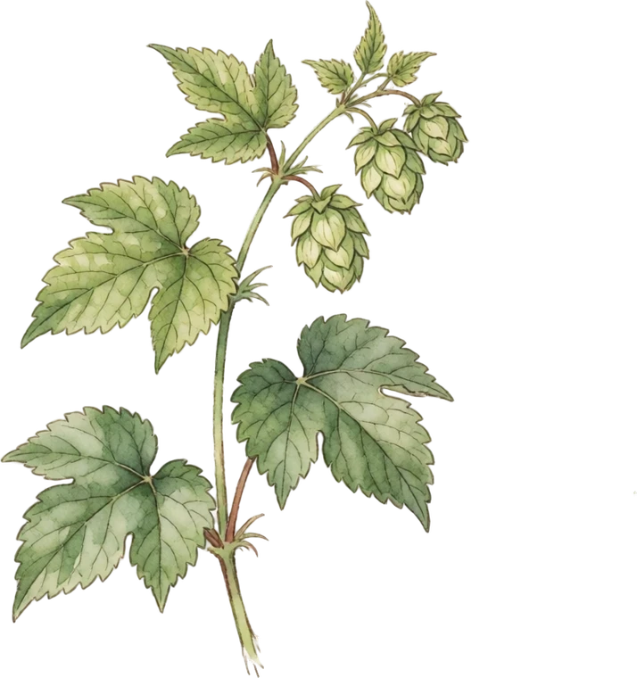 Botanical illustration of Hops
