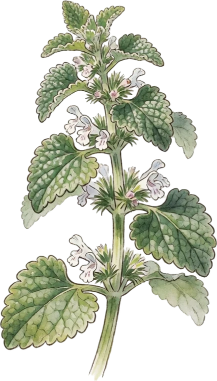 Botanical illustration of Horehound
