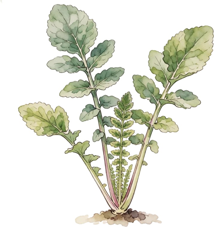 Botanical illustration of Horseradish
