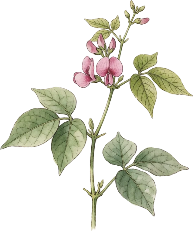 Botanical illustration of Hyacinth Bean