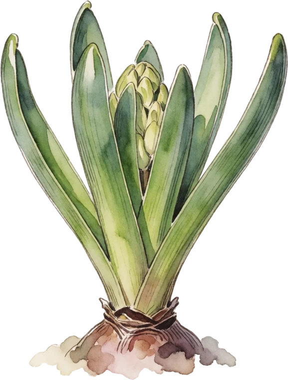 Botanical illustration of Hyacinth