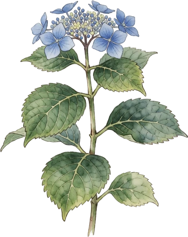 Botanical illustration of Hydrangea