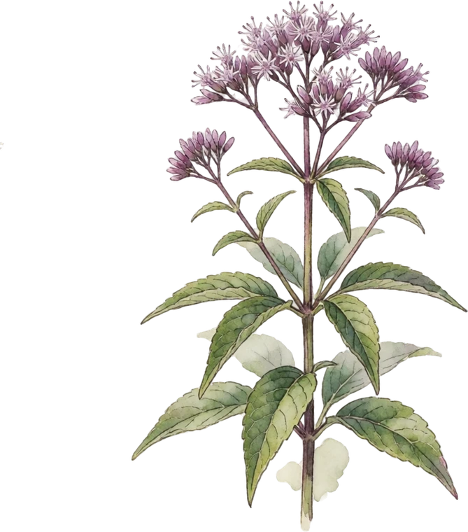 Botanical illustration of Joe Pye Weed