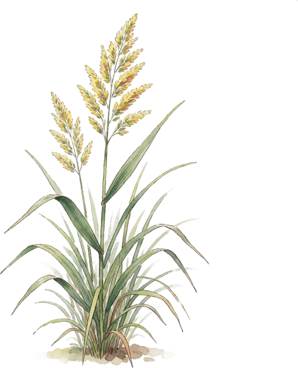 Botanical illustration of Feather Reed Grass