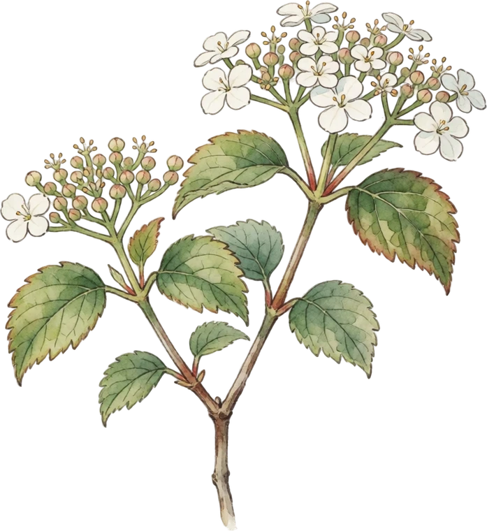 Botanical illustration of Koreanspice Viburnum