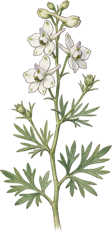Botanical illustration of Larkspur