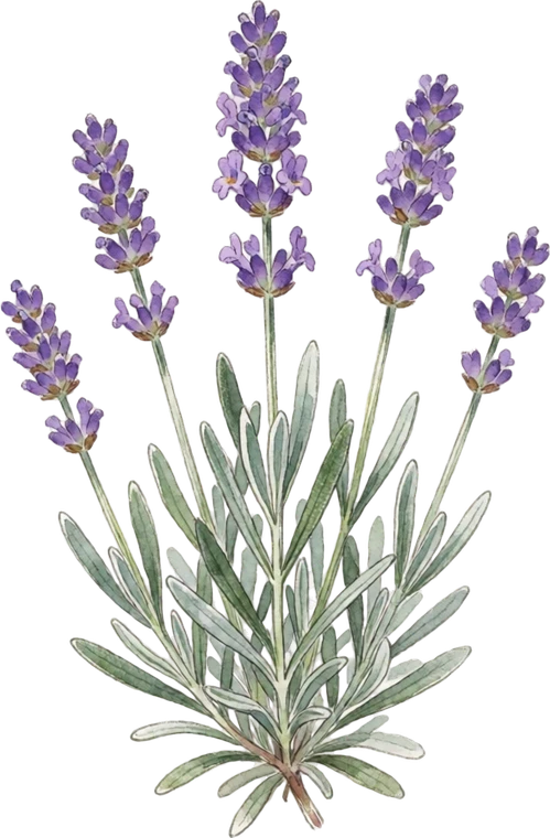 Botanical illustration of Lavender