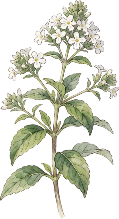 Botanical illustration of Lemon Verbena