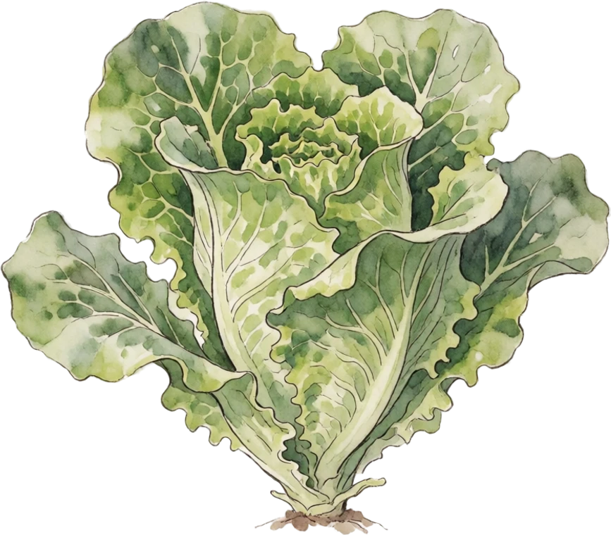 Botanical illustration of Lettuce