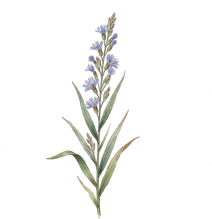 Botanical illustration of Little Bluestem