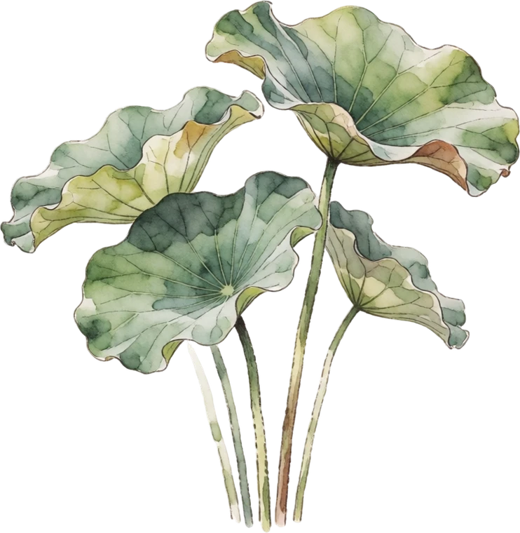 Botanical illustration of Sacred Lotus