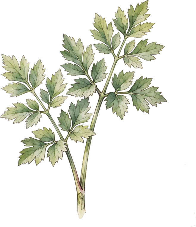 Botanical illustration of Lovage