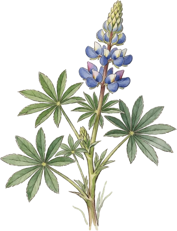 Botanical illustration of Lupine