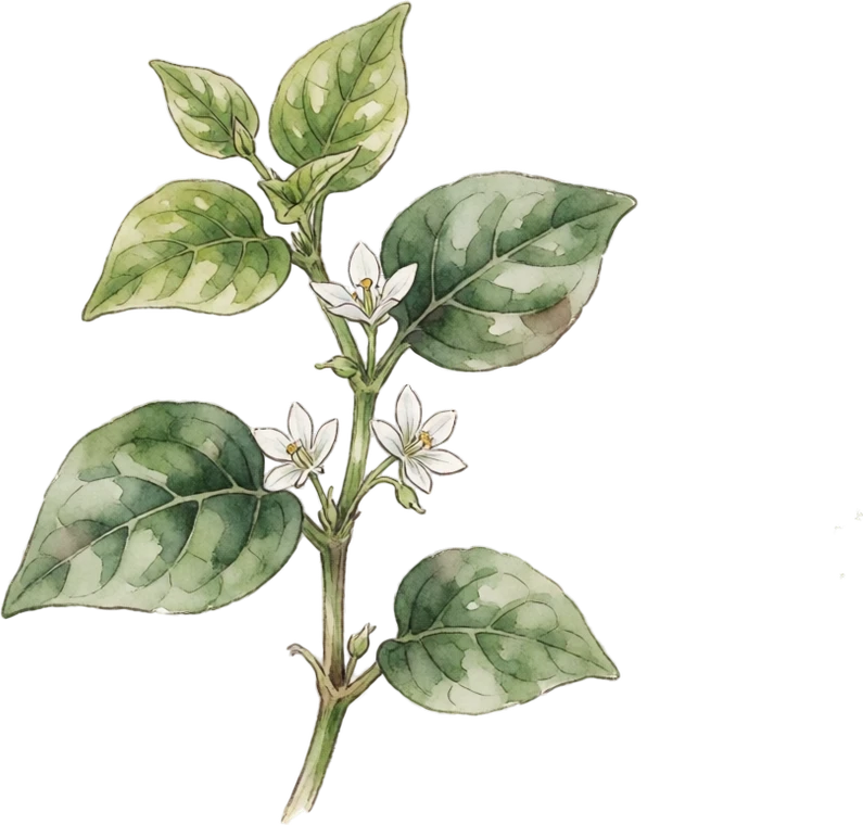 Botanical illustration of Malabar Spinach