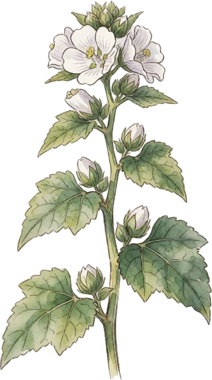 Botanical illustration of Marshmallow