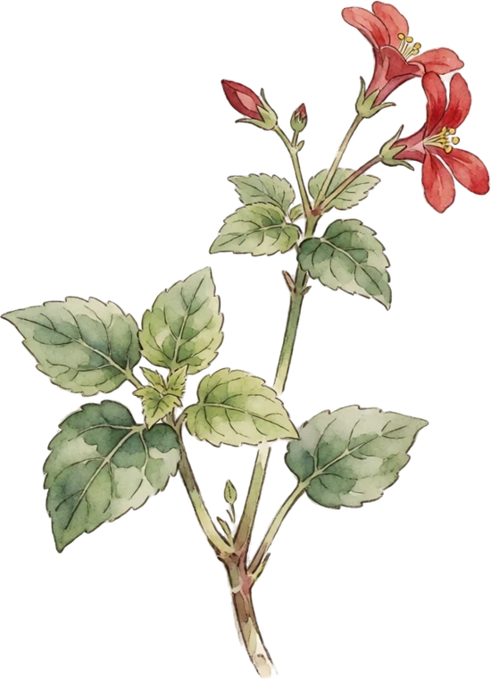 Botanical illustration of Mashua