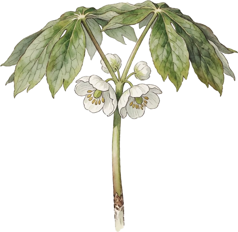 Botanical illustration of Mayapple