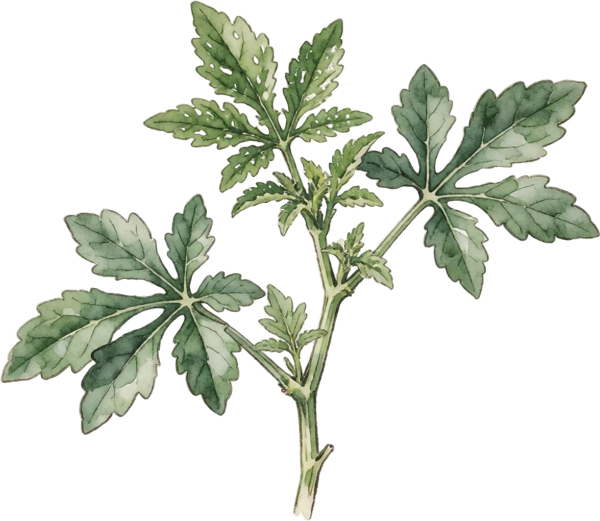 Botanical illustration of Molokhia (Egyptian Spinach)
