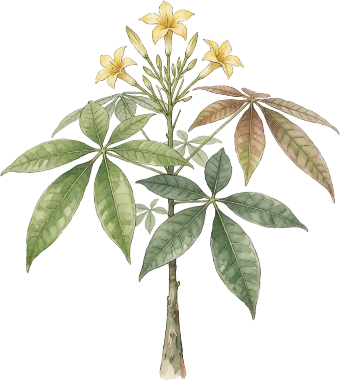 Botanical illustration of Money Tree