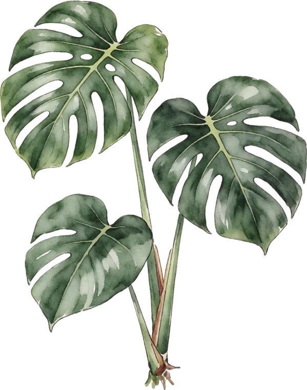 Botanical illustration of Monstera