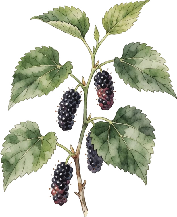 Botanical illustration of Mulberry