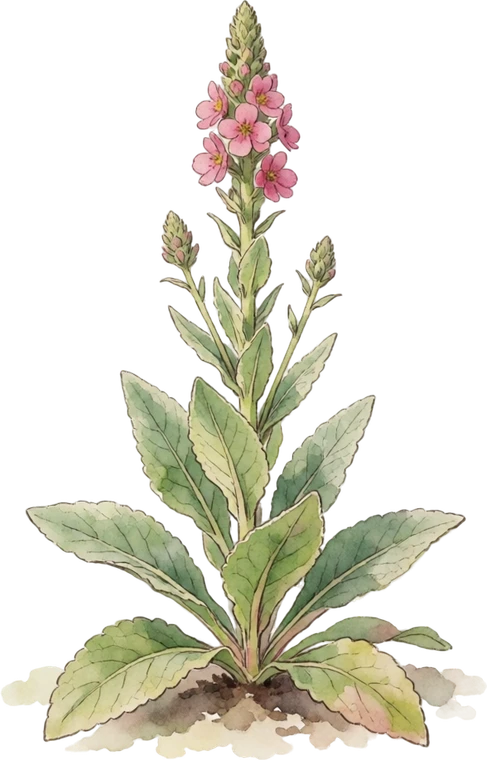 Botanical illustration of Mullein