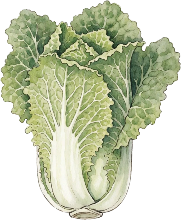 Botanical illustration of Napa Cabbage (Chinese Cabbage)