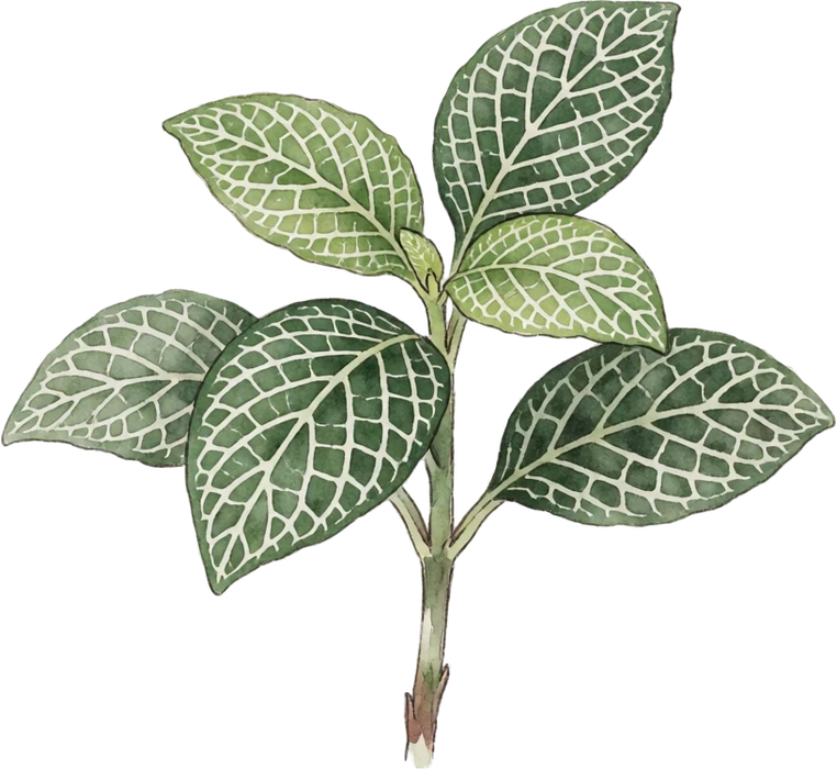 Botanical illustration of Nerve Plant (Fittonia)